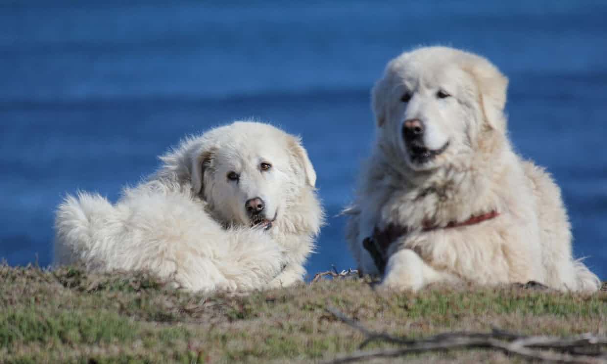 Maremma Sheepdog 3