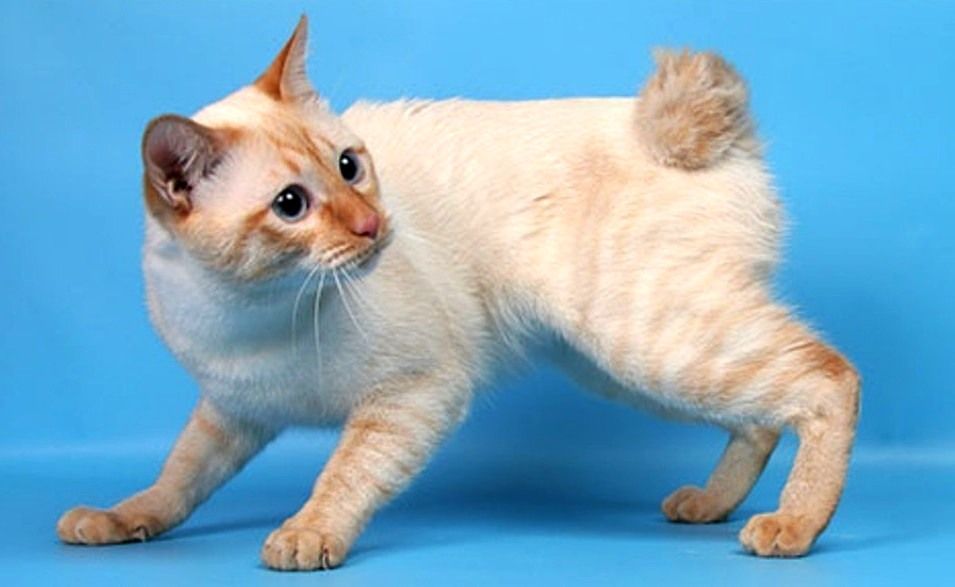 Mekong Bobtail Cat 3