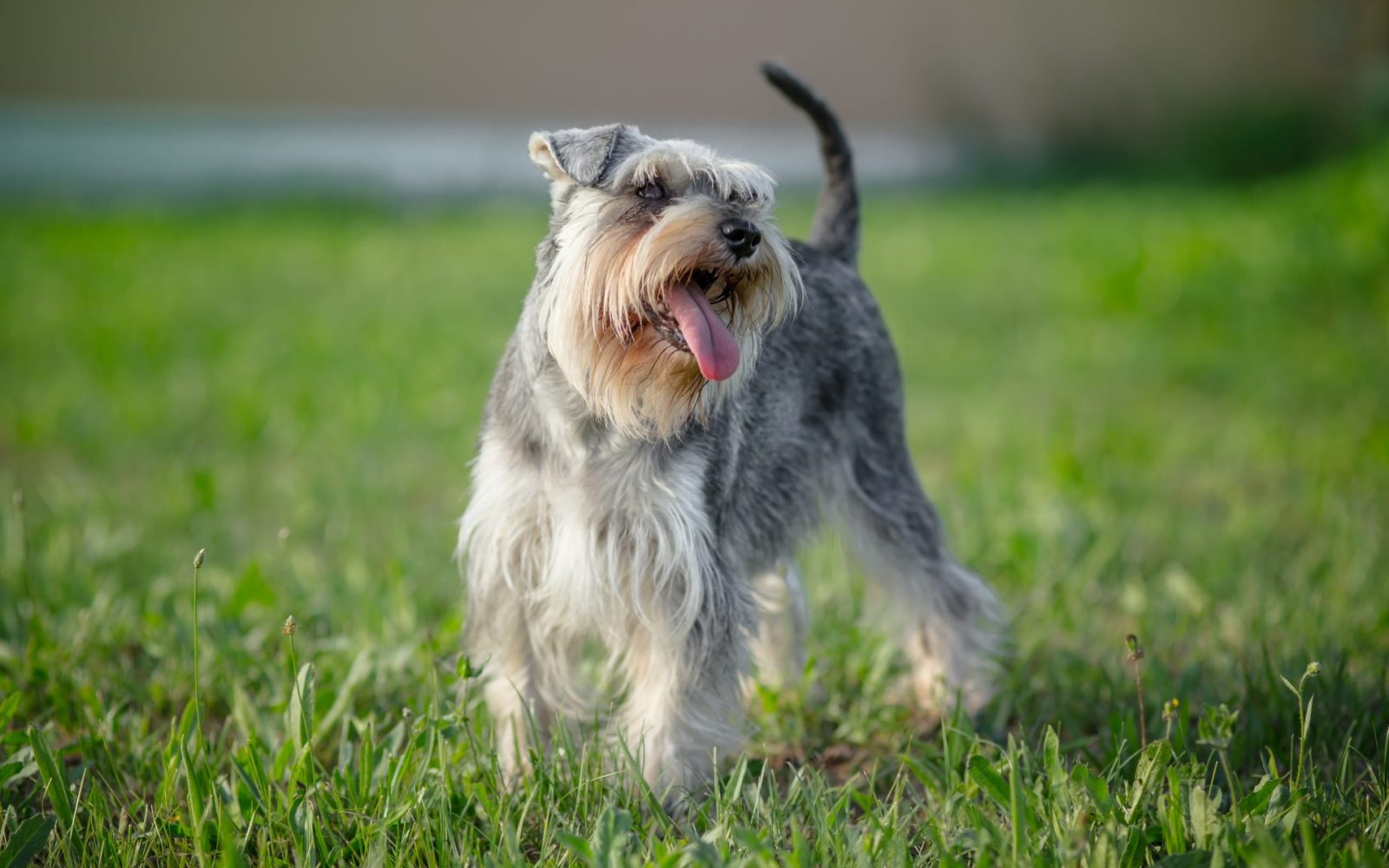 Miniature Schnauzer Dog 1