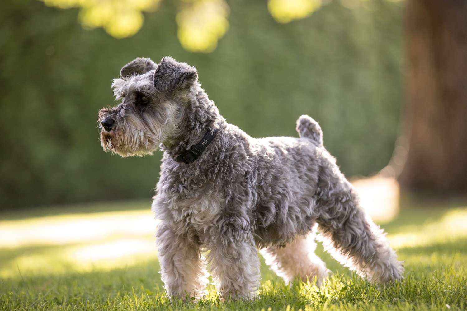 Miniature Schnauzer Dog 2