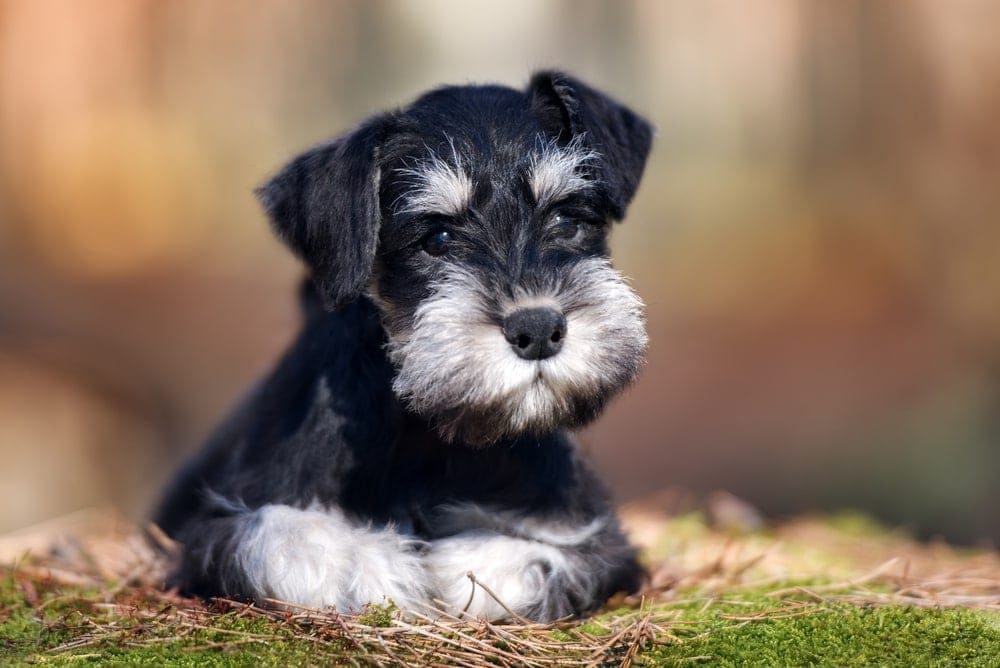 Miniature Schnauzer Dog 3