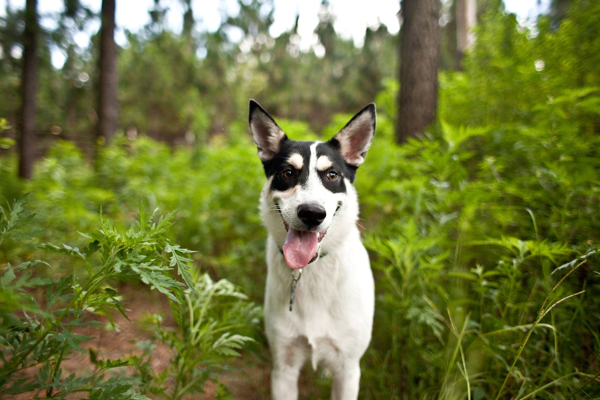 Mountain Feist Dog 3