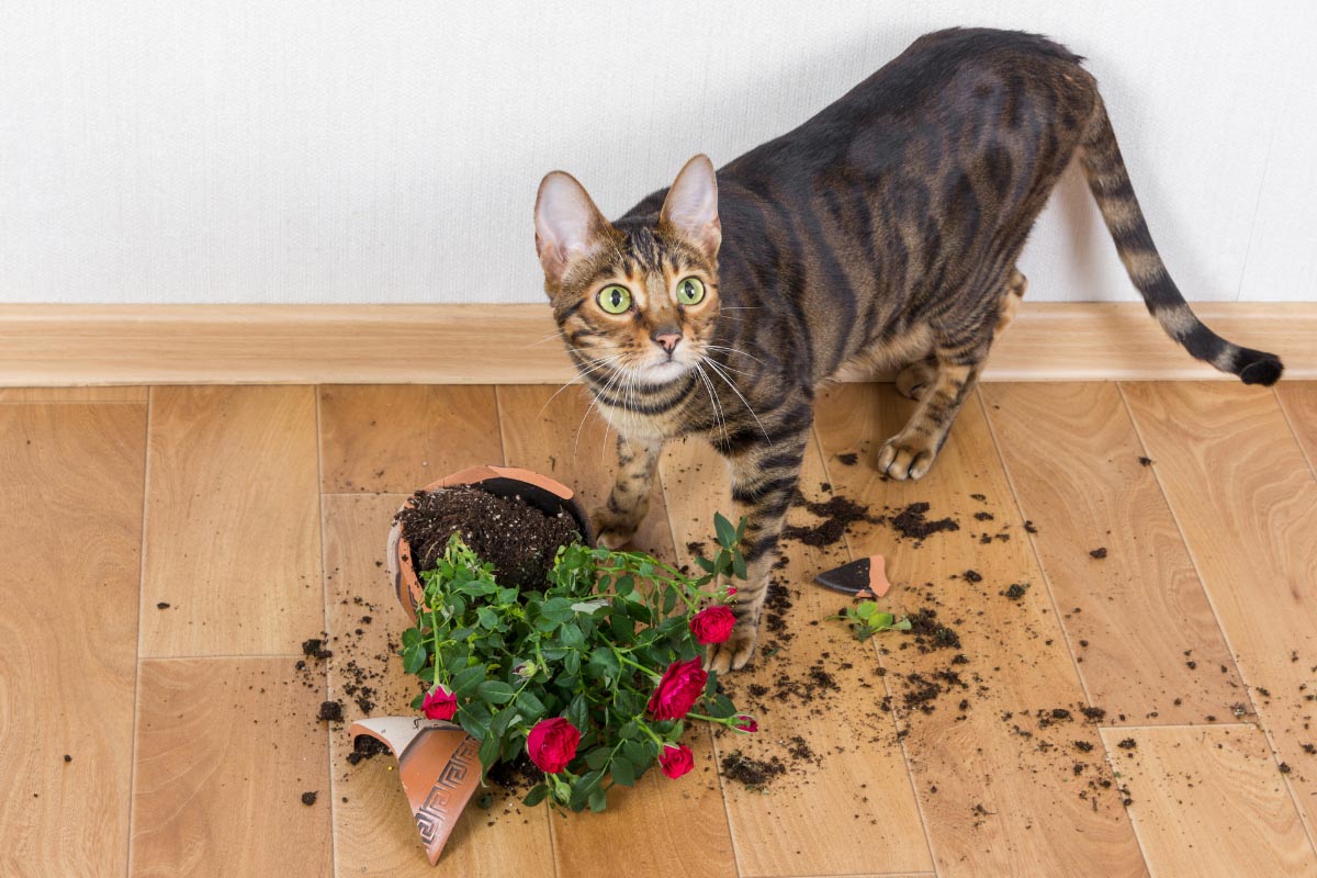 toyger cat with spilt plant