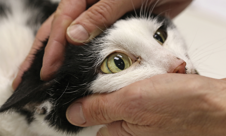 Nasal Dermatoses In Cats 3