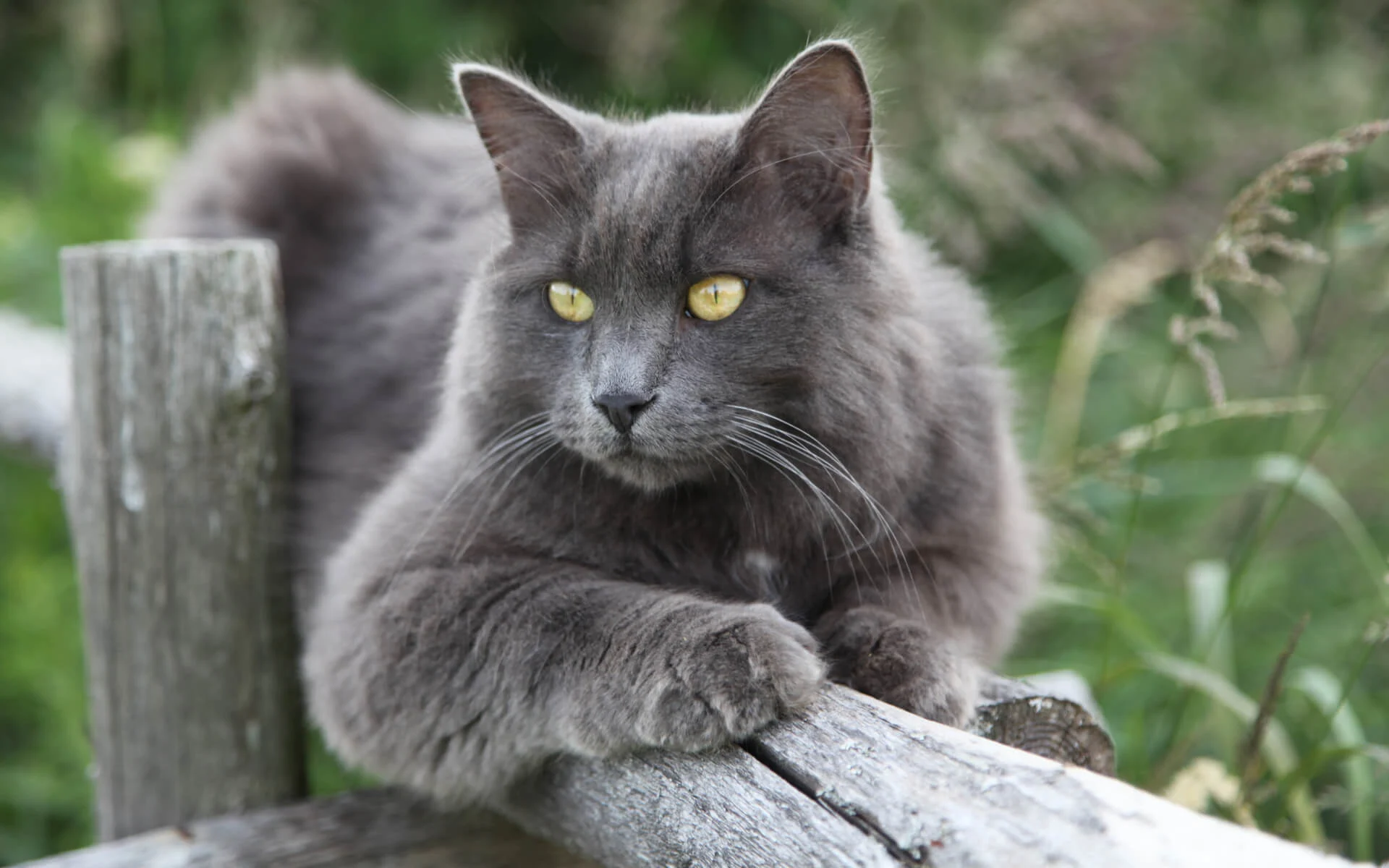 Nebelung Cat 2