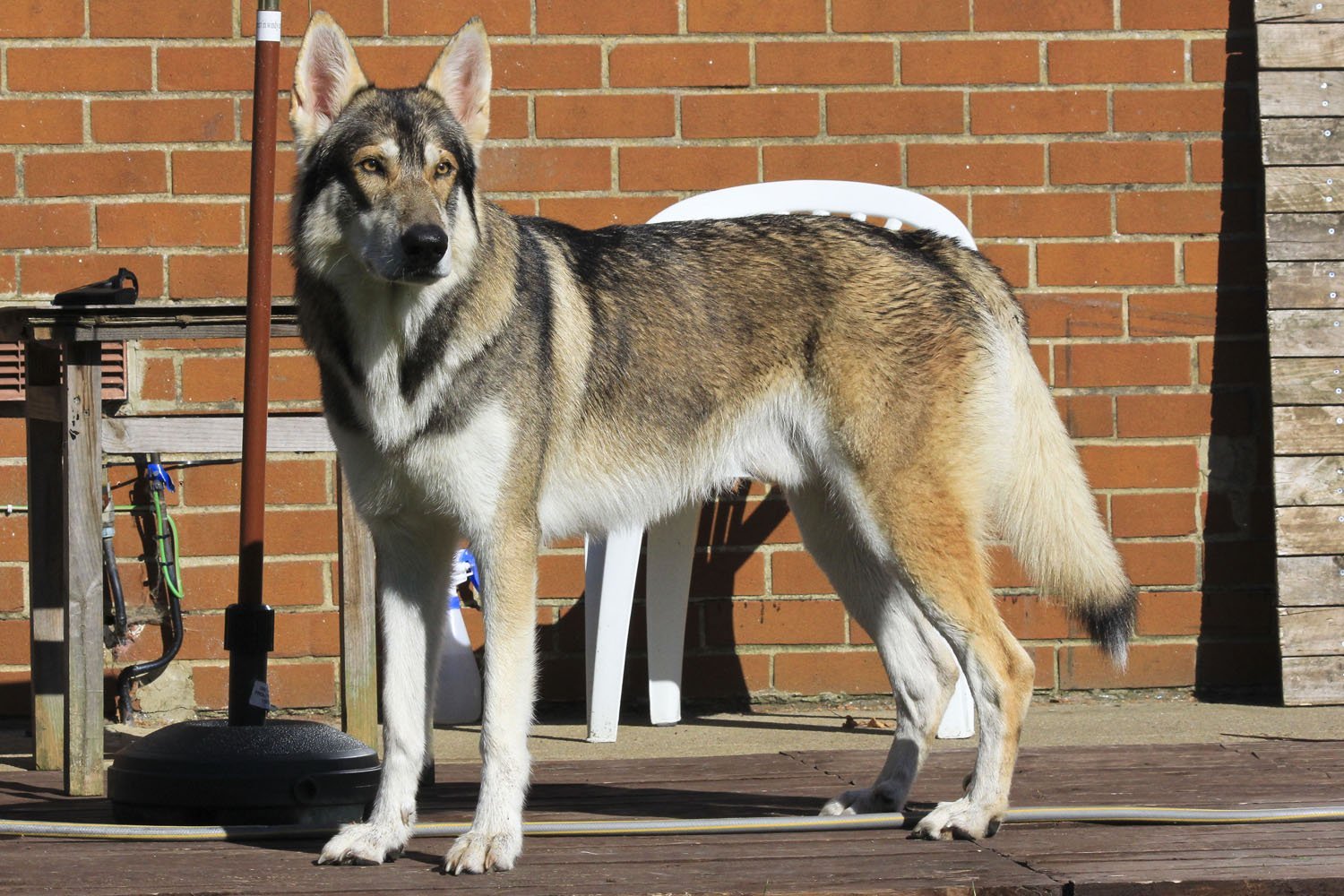 Northern Inuit Dog 1