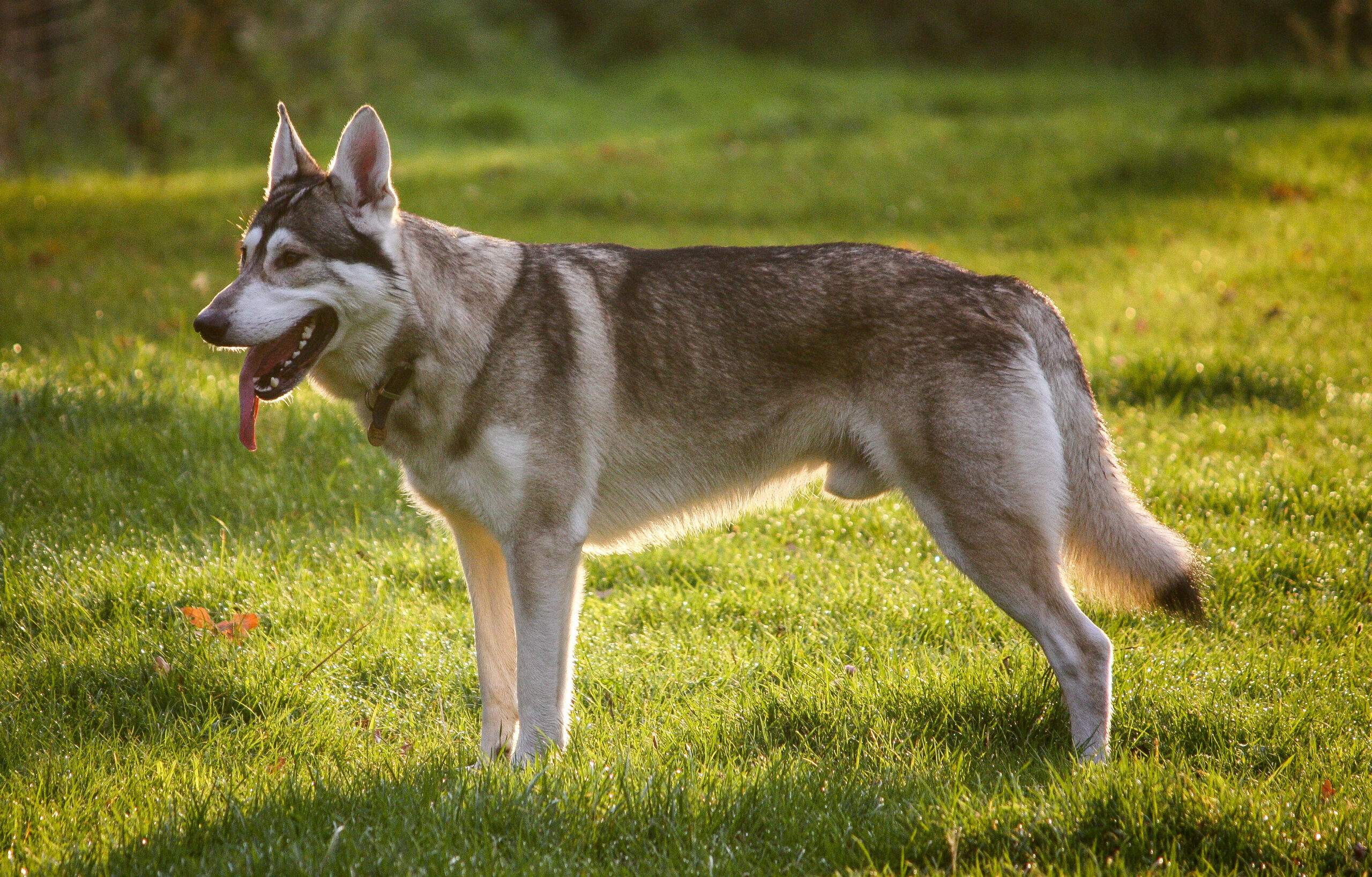 Northern Inuit Dog 2