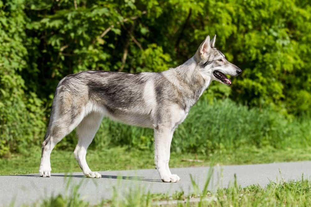 Northern Inuit Dog 3