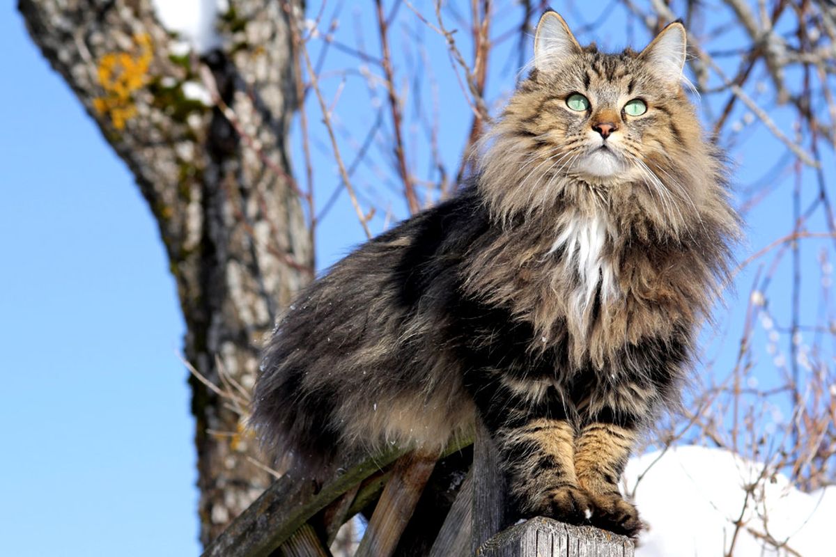 Norwegian Forest Cat 1