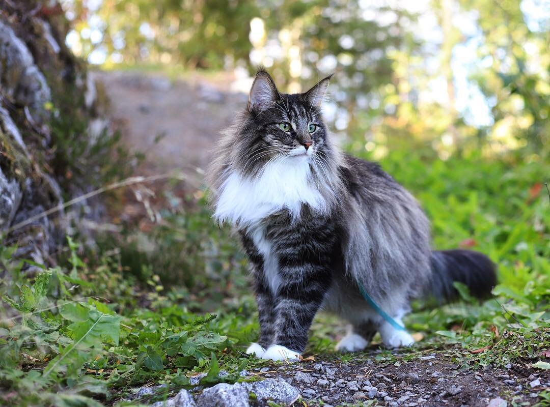 Norwegian Forest Cat 2