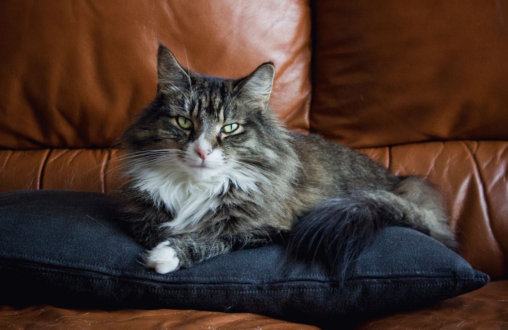 Norwegian Forest Cat 3