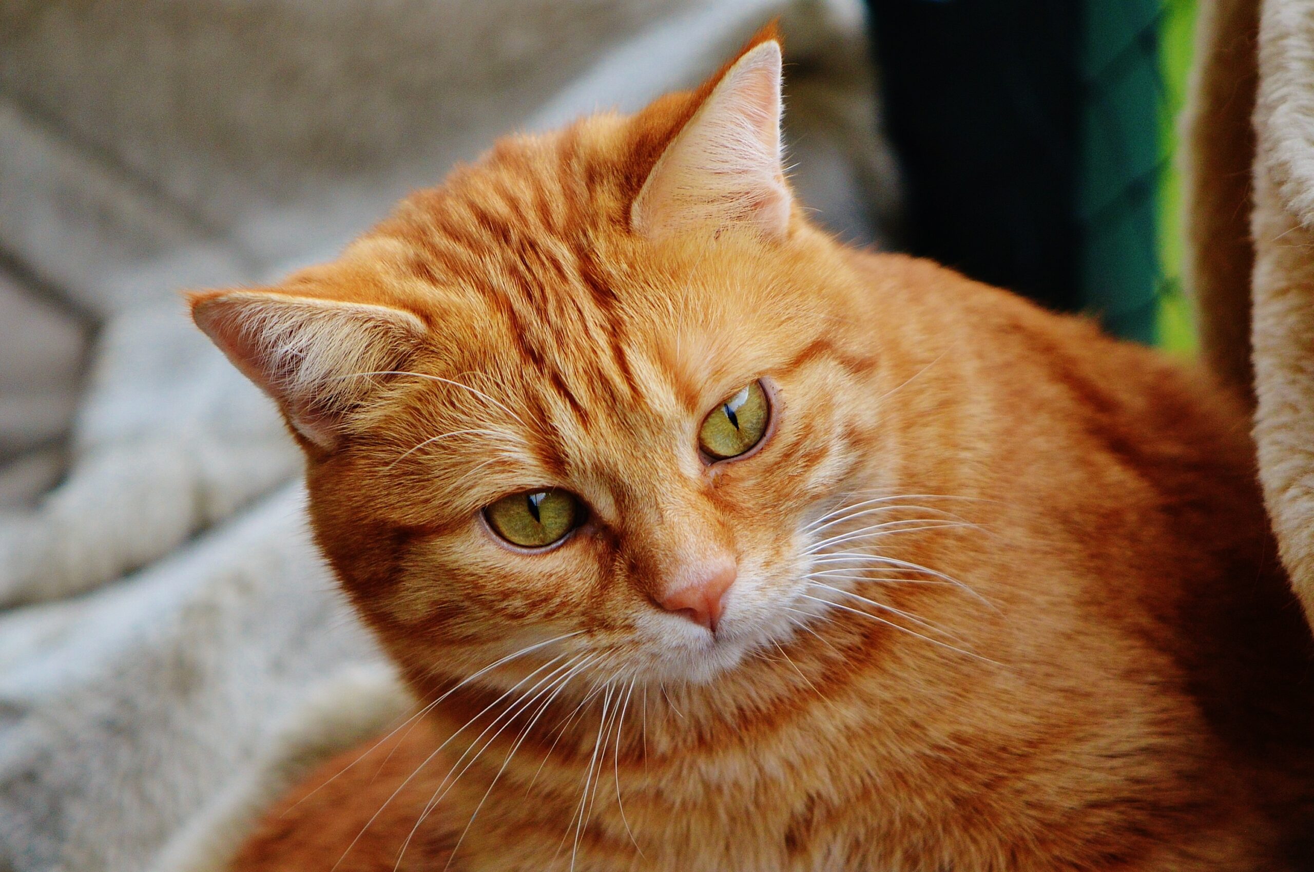 orange cat