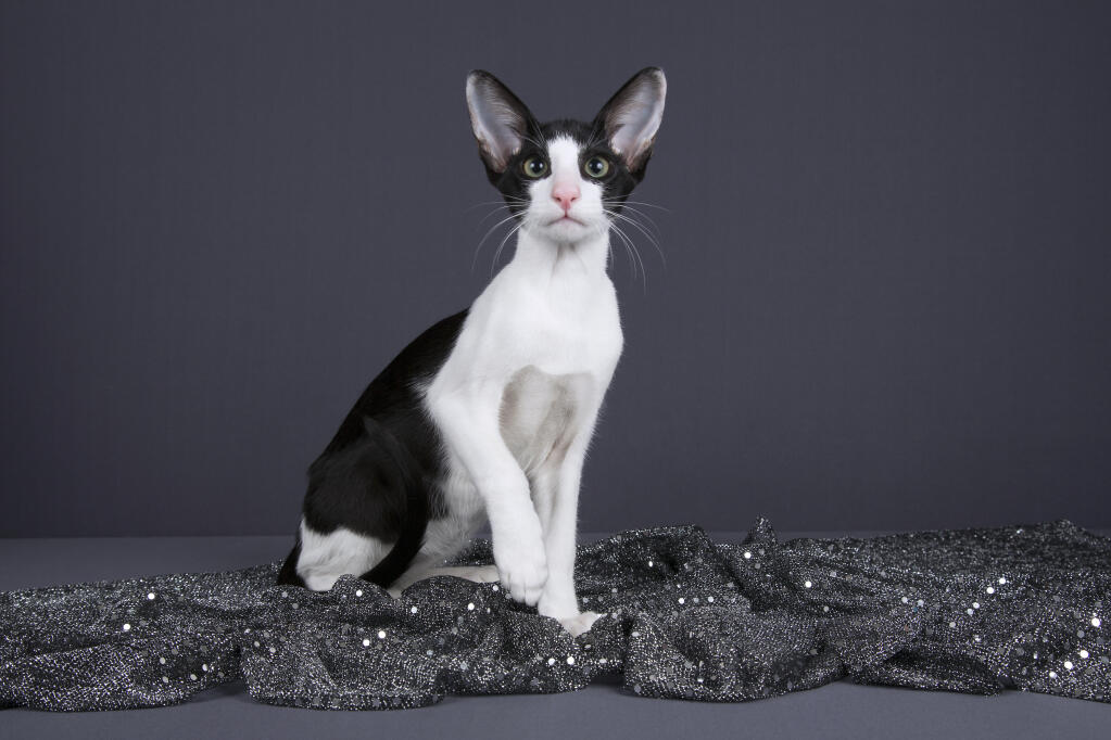 Oriental Bicolor Mixed Cat 