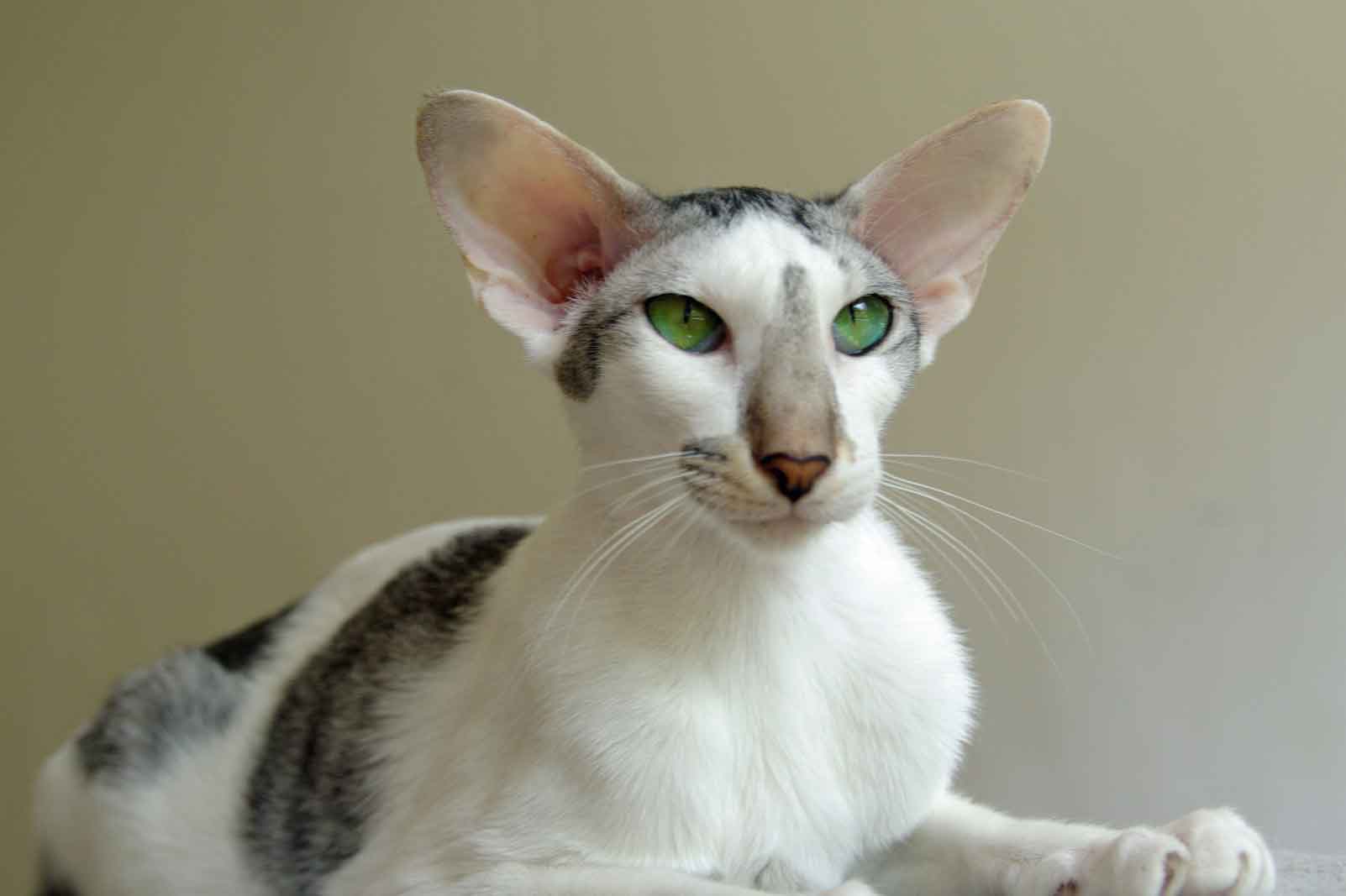 Oriental Bicolor Mixed Cat 2