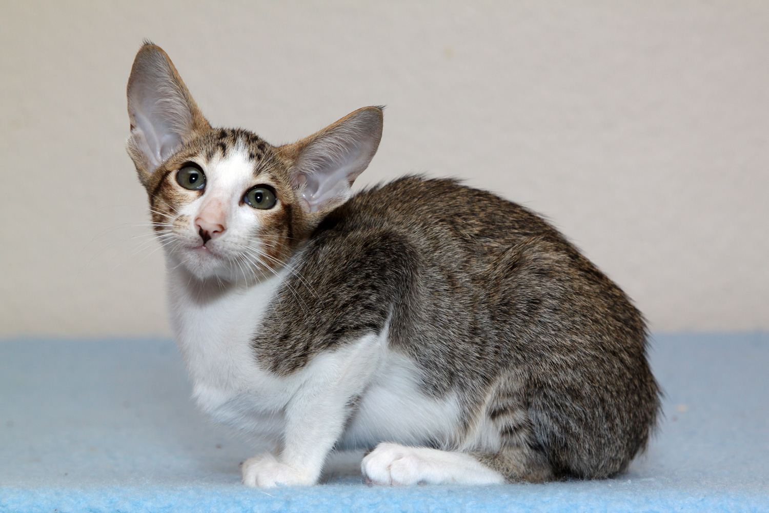 Oriental Bicolor Mixed Cat 3