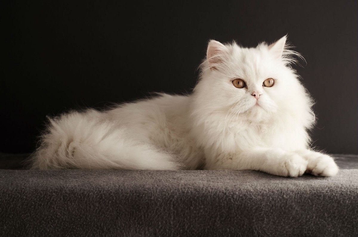 Persian Cat Breed 1