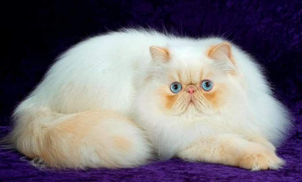 Persian Cat Breed 3