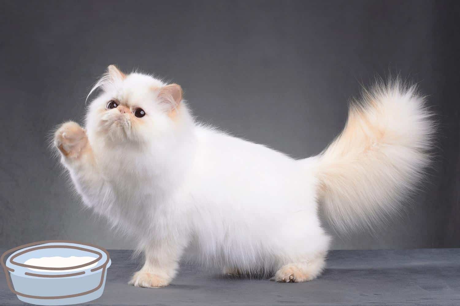 Persian Cat Breed 4