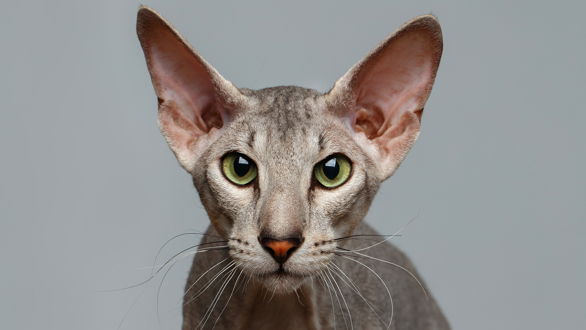 Peterbald Mixed Cat 1