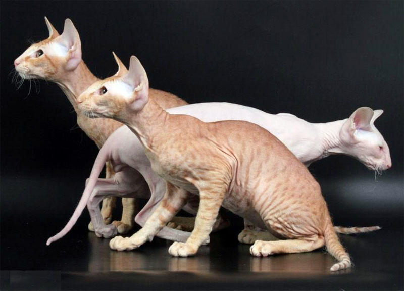 Peterbald Mixed Cat 2