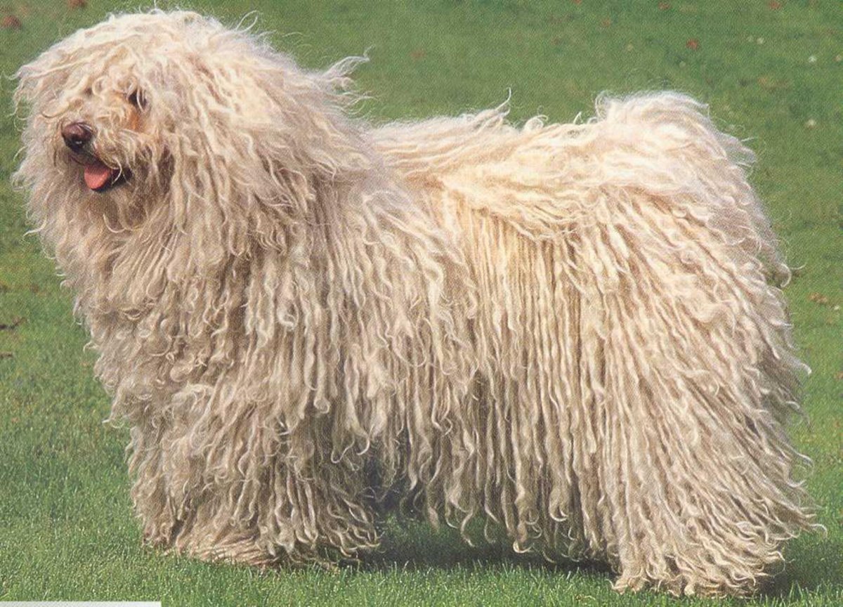 Puli Dog 1