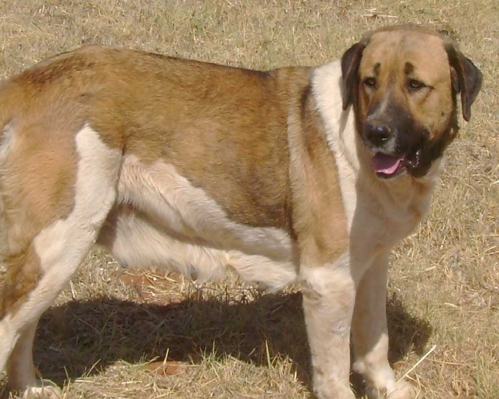 Rafeiro Do Alentejo Dog 1