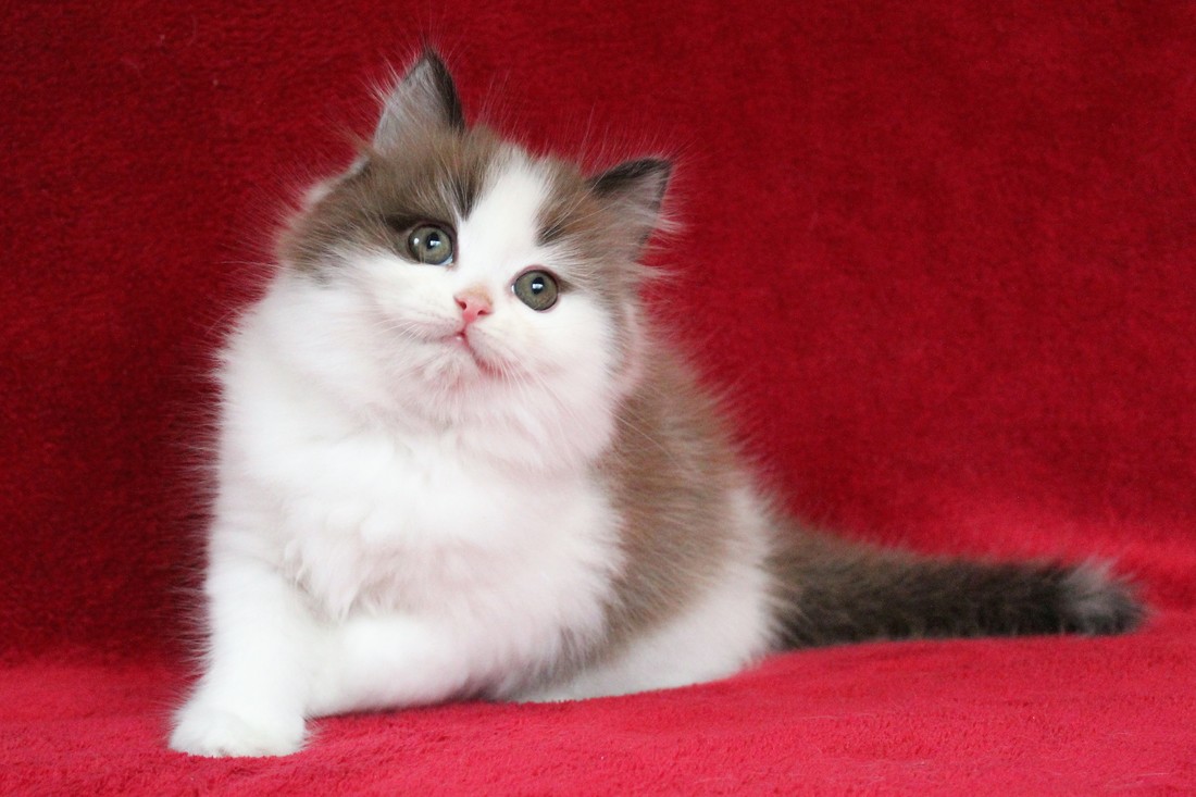 Ragamuffin Cat 3