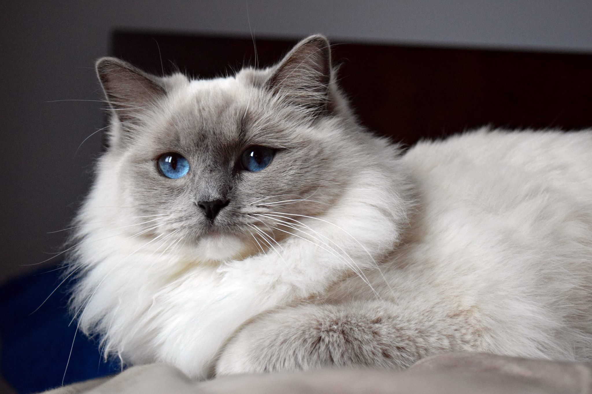 Ragdoll Cats Cat 1