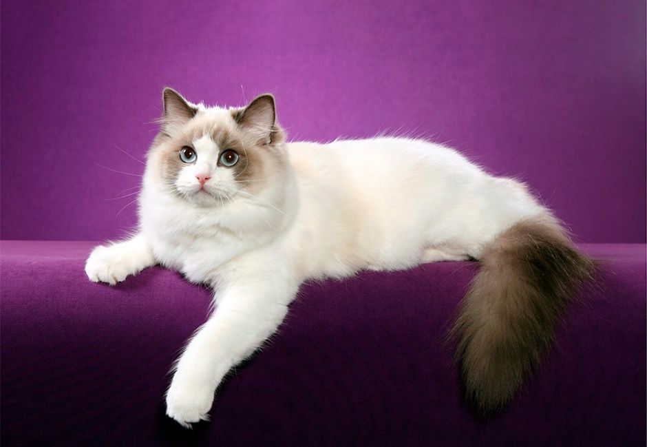 Ragdoll Cats Cat 2