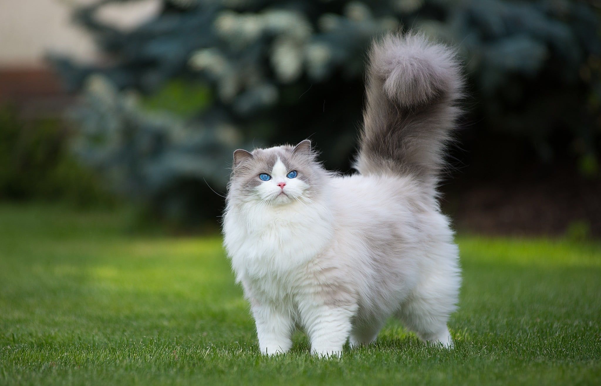 Ragdoll Cats Cat 3