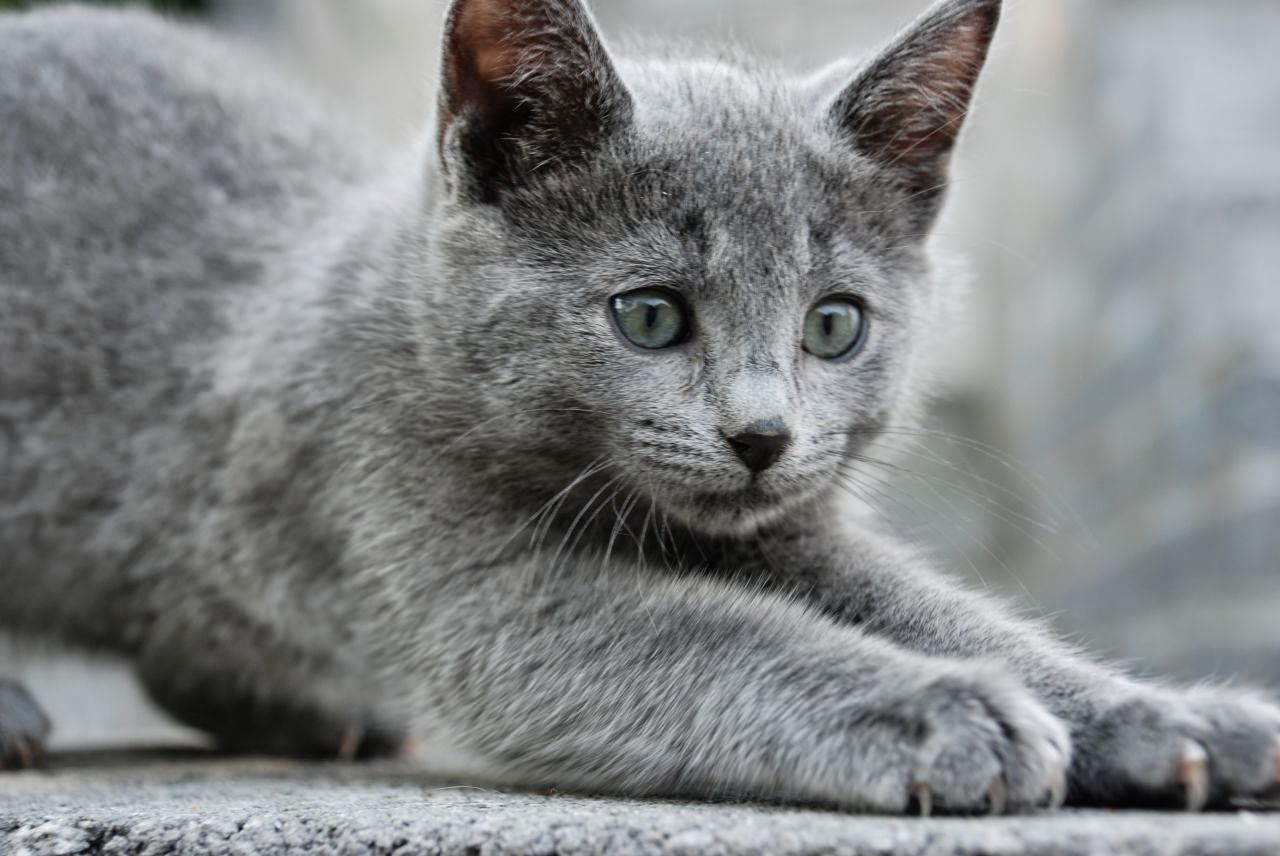 Russian Blue Cat 1