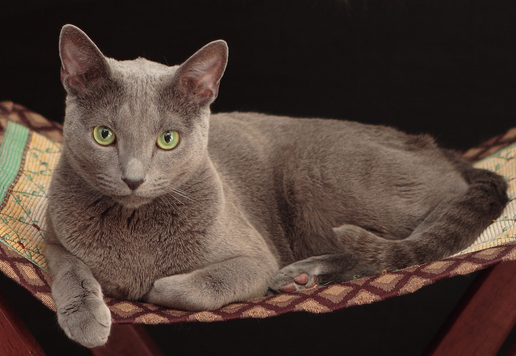 Russian Blue Cat 2