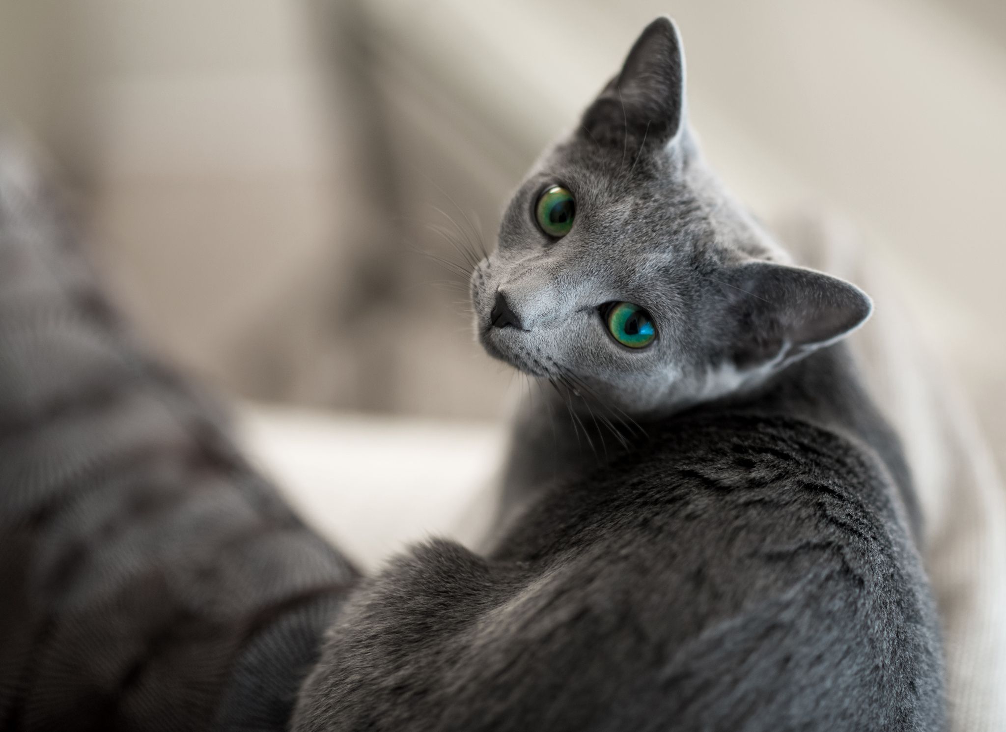 Russian Blue Cat 2