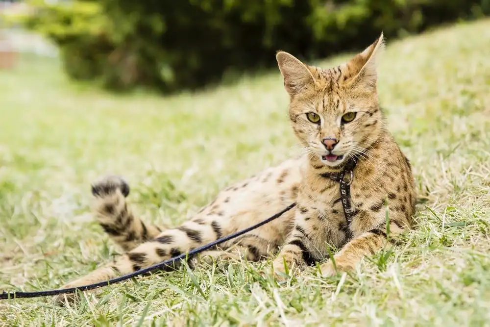 Savannah Cat 1