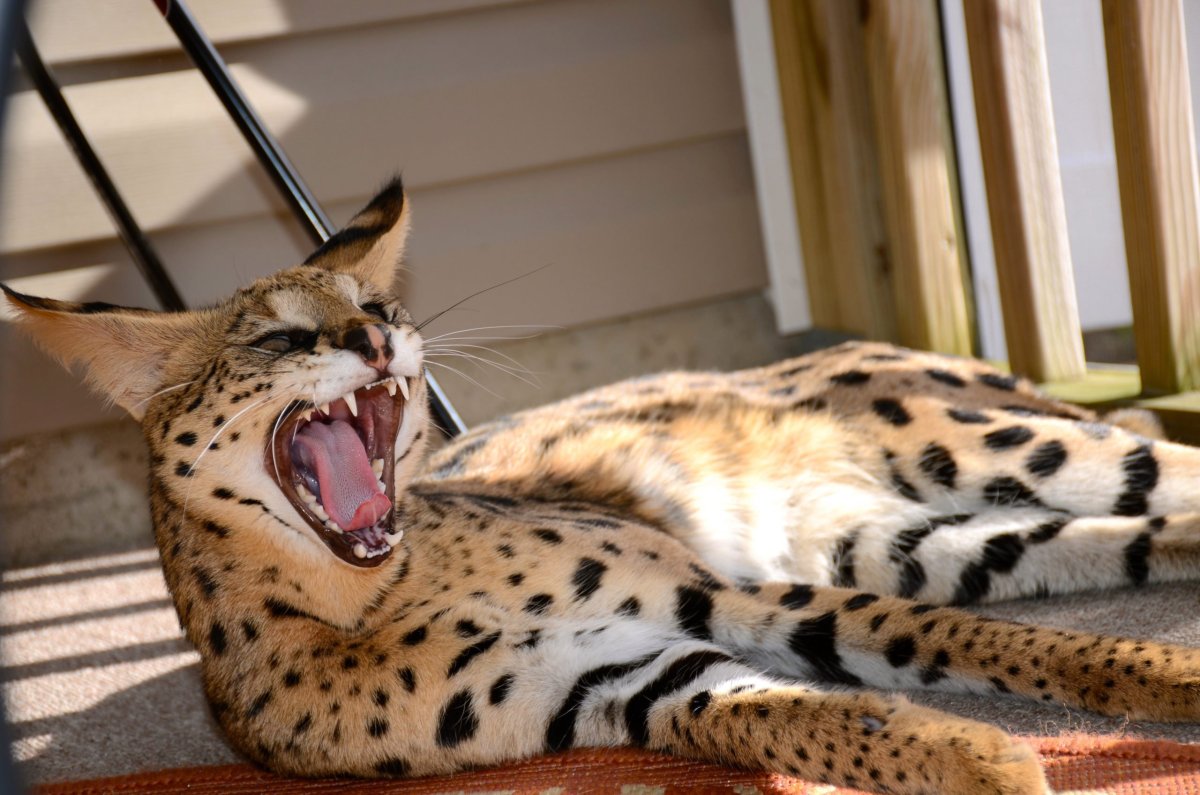 Savannah Cat 2