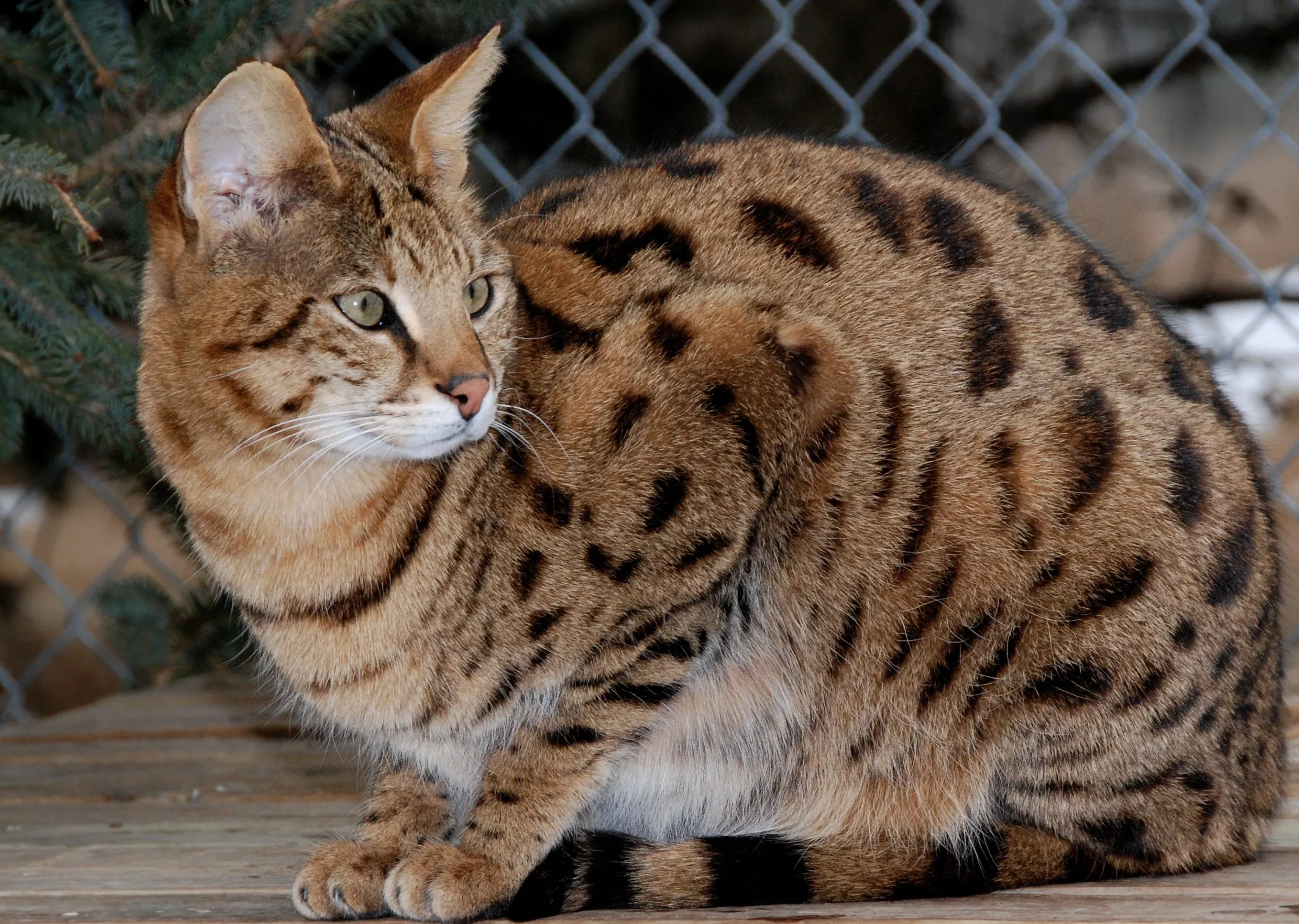 Savannah Cat 3