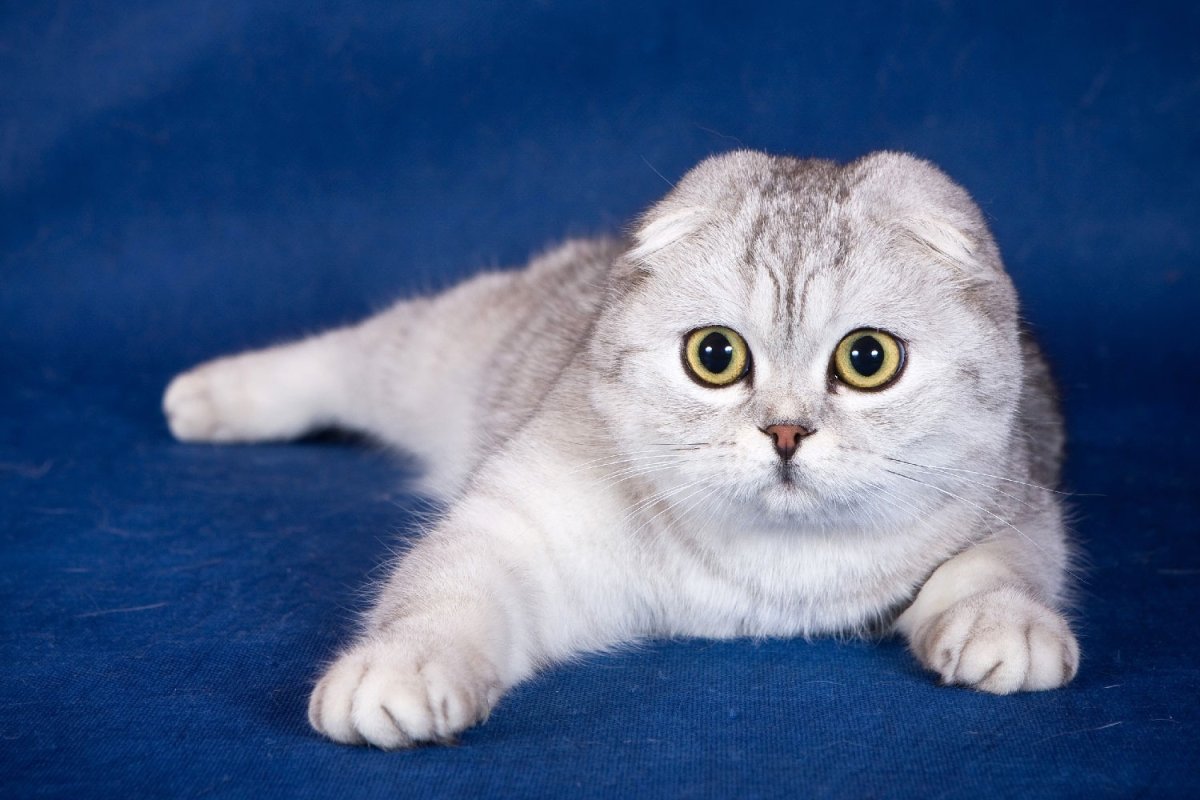 Scottish Fold Cat1