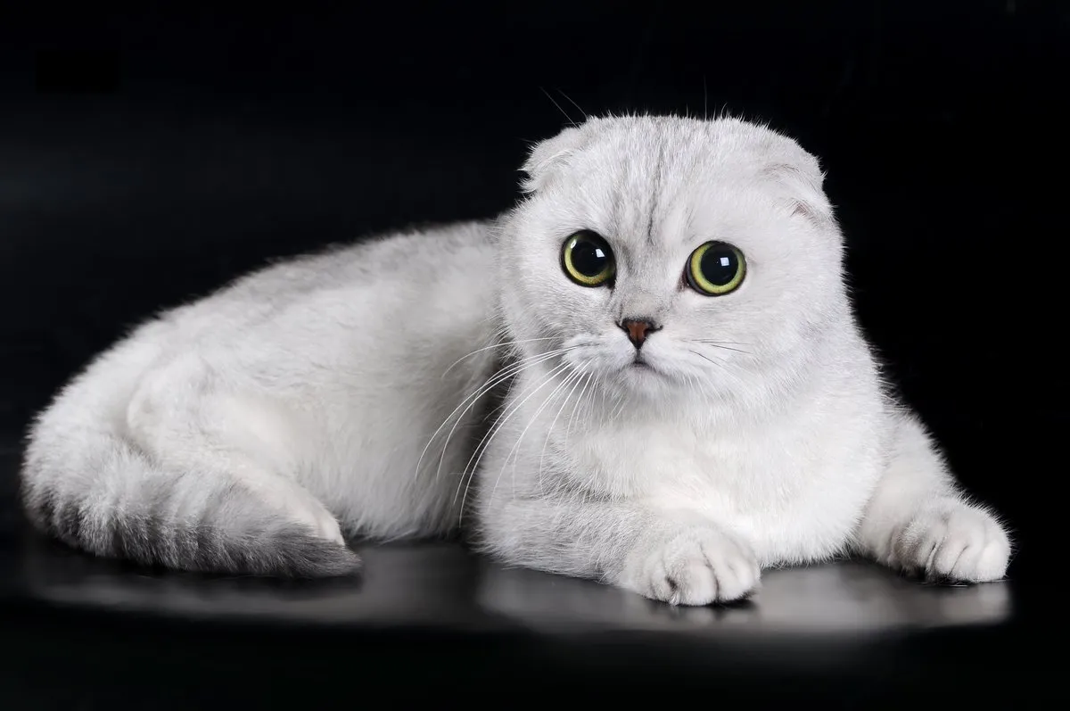 Scottish Fold Cat2