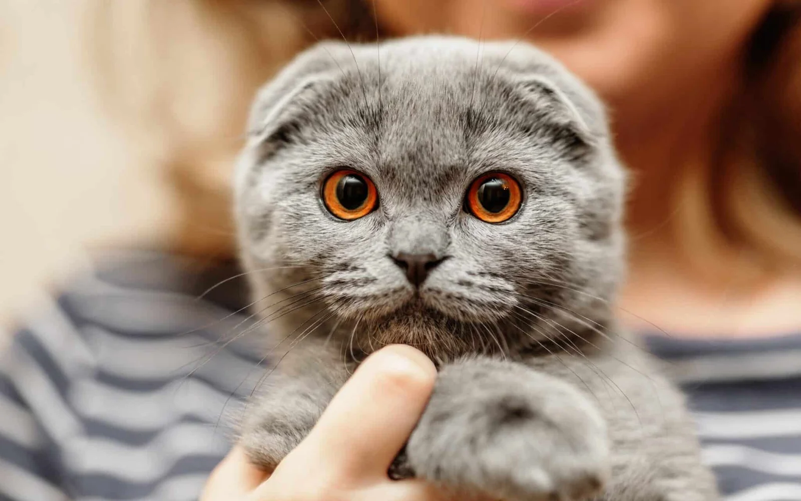 Scottish Fold Cat3