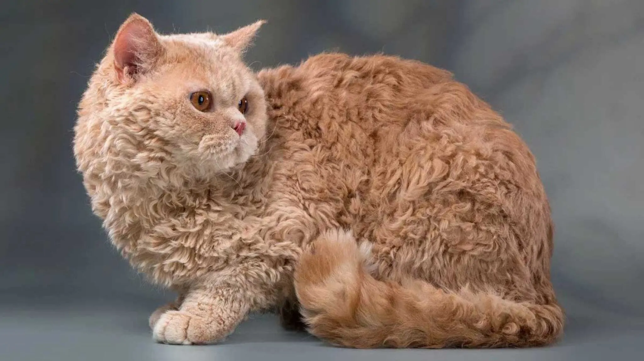 Selkirk Rex Cat 1