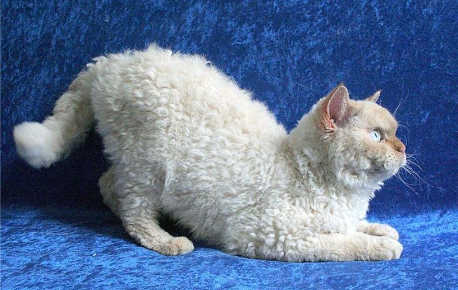 Selkirk Rex Cat 2