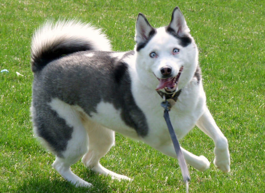 Shollie Dog Breed 2