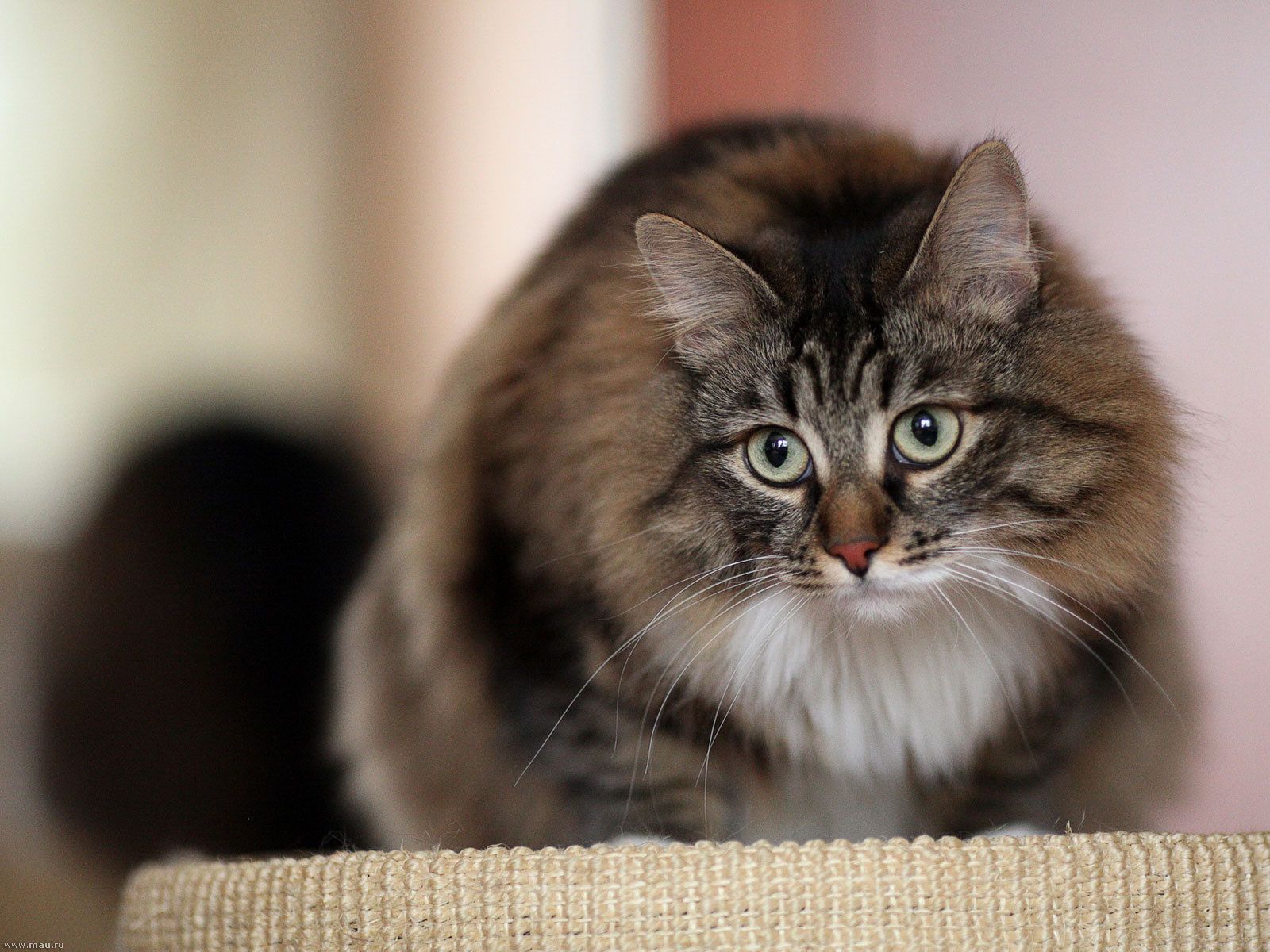 Siberian Cat 2