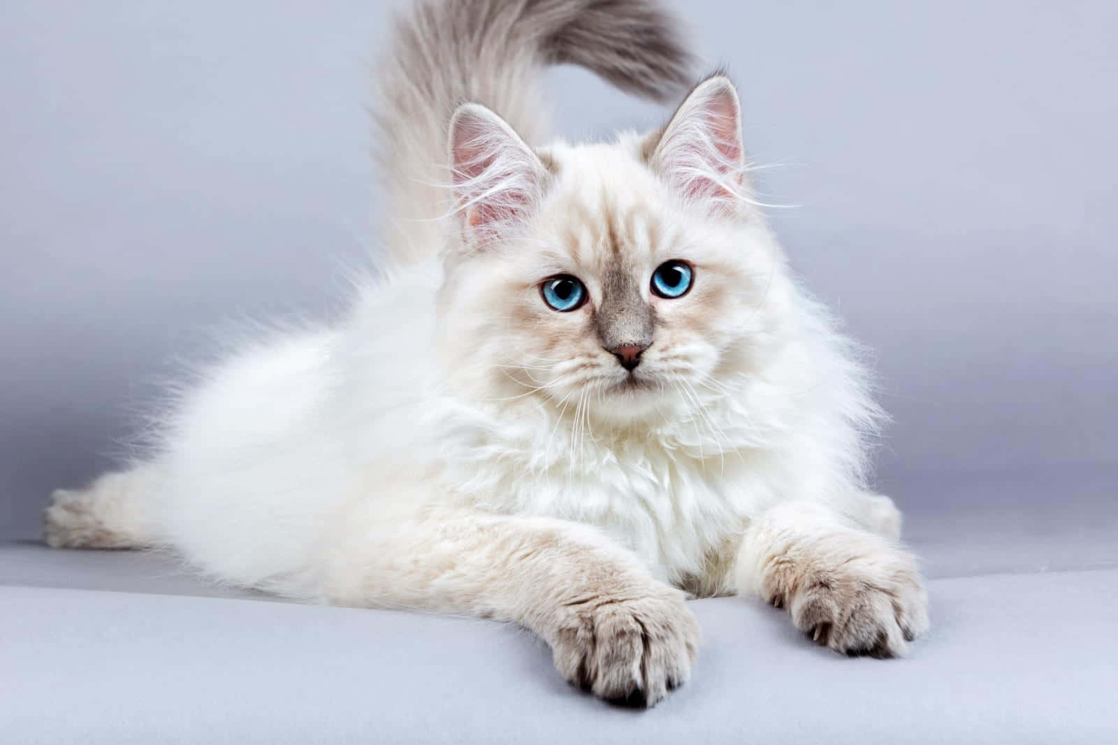 Siberian Cat 3