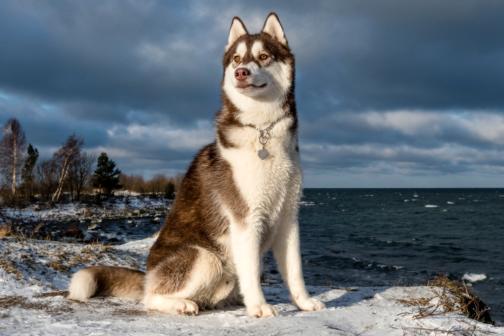 Siberian Husky Dog Breed 1