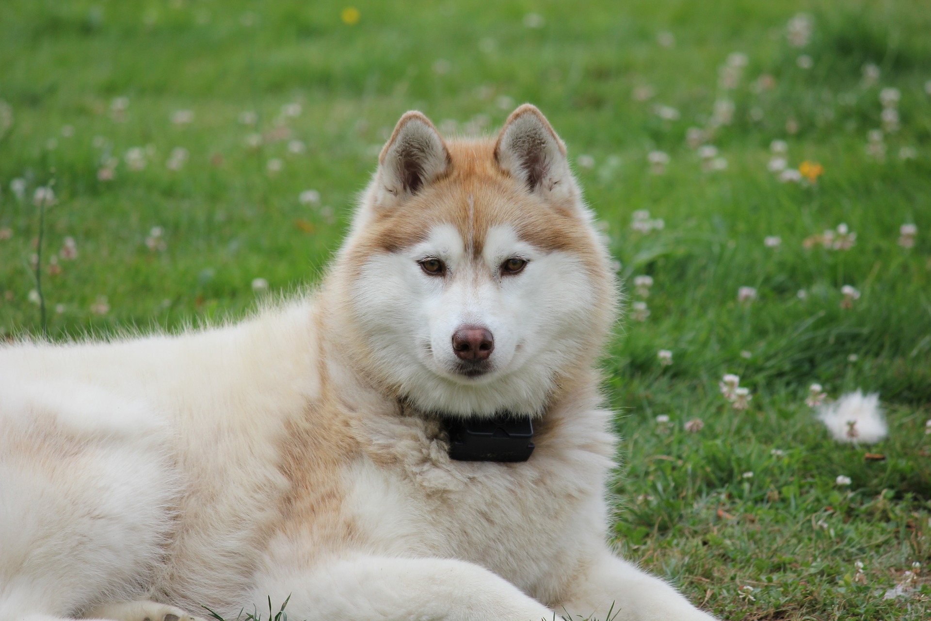 Siberian Husky Dog Breed 3