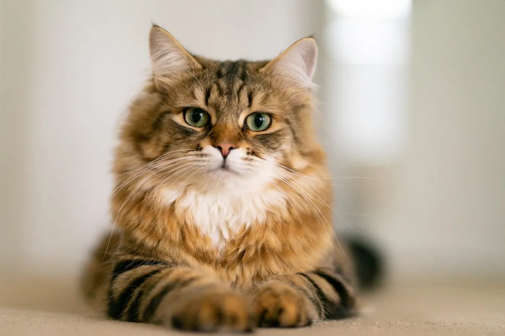 Singapura Cat Breed 1