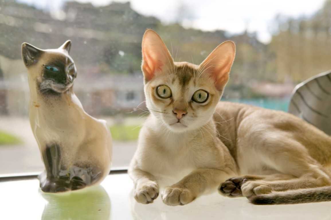 Singapura Cat Breed 2