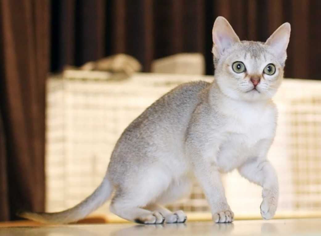 Singapura Cat Breed 3