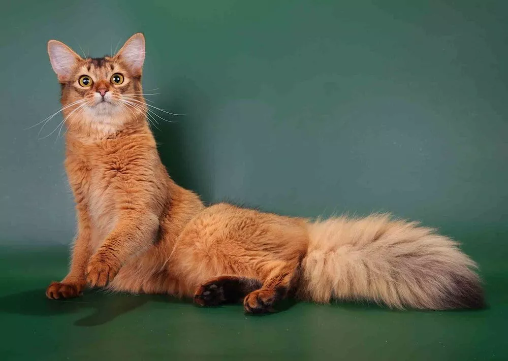 Somali Cat 2